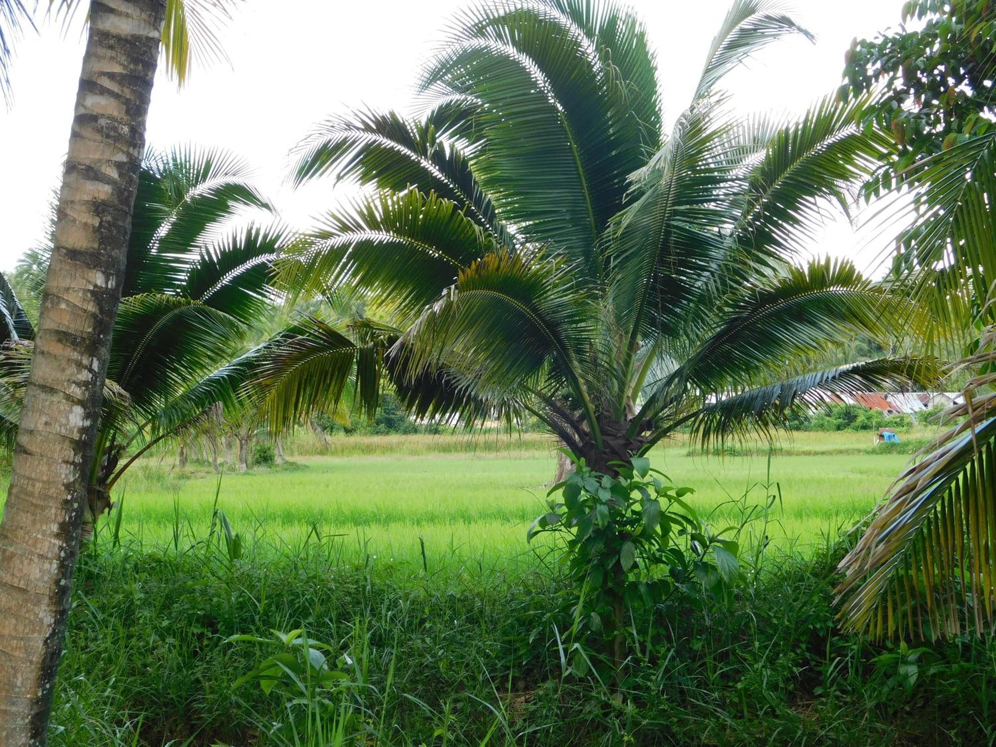 Swiss Bonihouse Koh Yao Yai Hotell Ban Pru Nai Exteriör bild