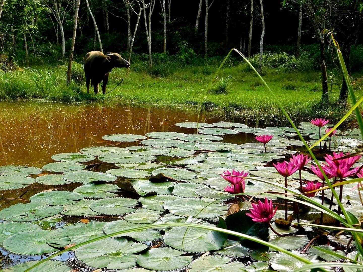 Swiss Bonihouse Koh Yao Yai Hotell Ban Pru Nai Exteriör bild